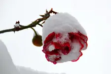 Rosen_0008.webp