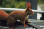 Fridolin sitzt auf Auto_Portrait_Puschelohren_rot_Knopfaugen_640.JPG