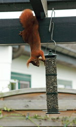 Fridolin am birds feeder2_700.webp