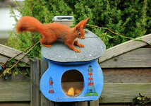 Fridolin sitzt auf Futterhaus_640.webp