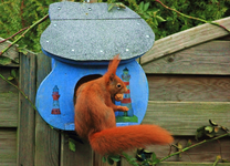 Fridolin mit Erdnuss vor Futterhaus_700.webp