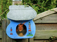 Fridolin lugt aus Futterhaus_640.webp