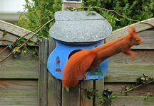 Absprung vom Futterhaus_unscharf_640.webp