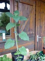 Andenbeere P1000655.webp