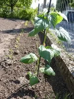Andenbeere 17_05_14.webp