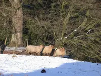 DSCN5379.webp