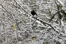 Amsel_4876.webp