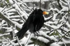 Amsel_4883.webp