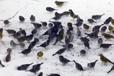 Spatzen-Goldammern-Amsel_4771.webp