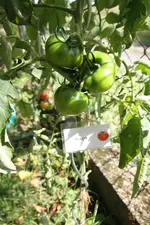 Viagra-Zaun-IMG_3895.webp