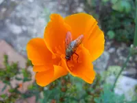 Orange_00004.webp
