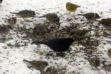 DSCN4634.webp