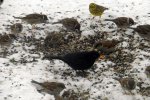 Feldsperlinge-Goldammer-Amsel_5005.jpg