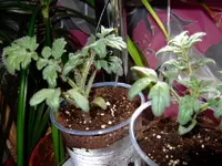 DSCF8697.2.webp