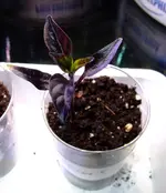 DSCF8704.2.webp