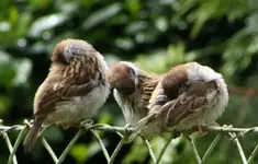 Eifriges Putzen.webp