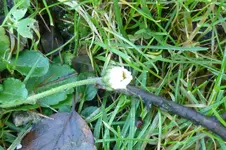 Gänseblümchen.webp