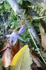 Glockenblume.webp
