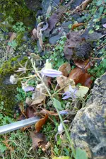 Glockenblumenblüten.webp