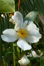 Kamelie.webp