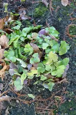 Leberblümchen.webp