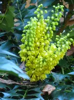 Mahonienblüte.webp