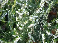 Schneeheide.webp