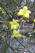 Winterjasmin.webp