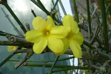 WInterjasminblüte.webp