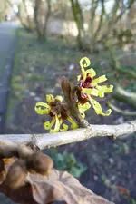 Zaubernuss.webp