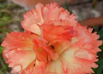orange (7).webp