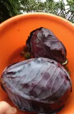 Rotkohl.webp
