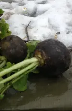 WinterRettich.webp