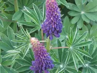 Bild 988.webp