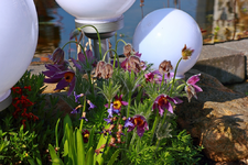 kleines Teichbeet_Küchenschelle_1000.webp