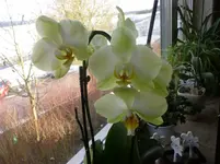 P1160878.webp