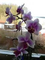 P1160880.webp