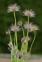 verblühte Küchenschelle_smaller.webp