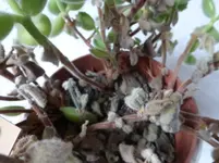P1260058.webp