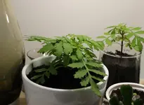 tagetes_knospe.webp
