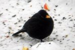 Amsel_0006.JPG