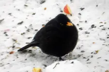 Amsel_0006.webp