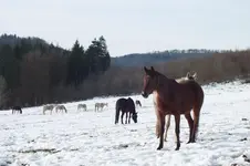 DSCF9725.webp