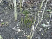 BILD3695.webp