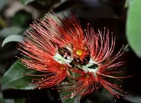 DSC_4409Eisenholzbaum_Blute.webp