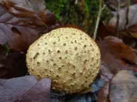 P1260180.webp