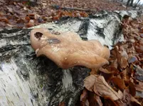 P1260201.webp