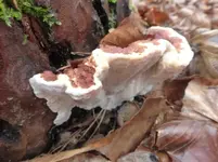 P1260271.webp
