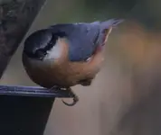 Blaumeisenpanzerknackerblicknachmacher.webp