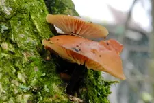 DSCN3079.webp